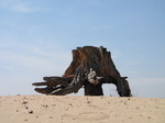 SX14918 Remains of tree trunk on sand dune.jpg
